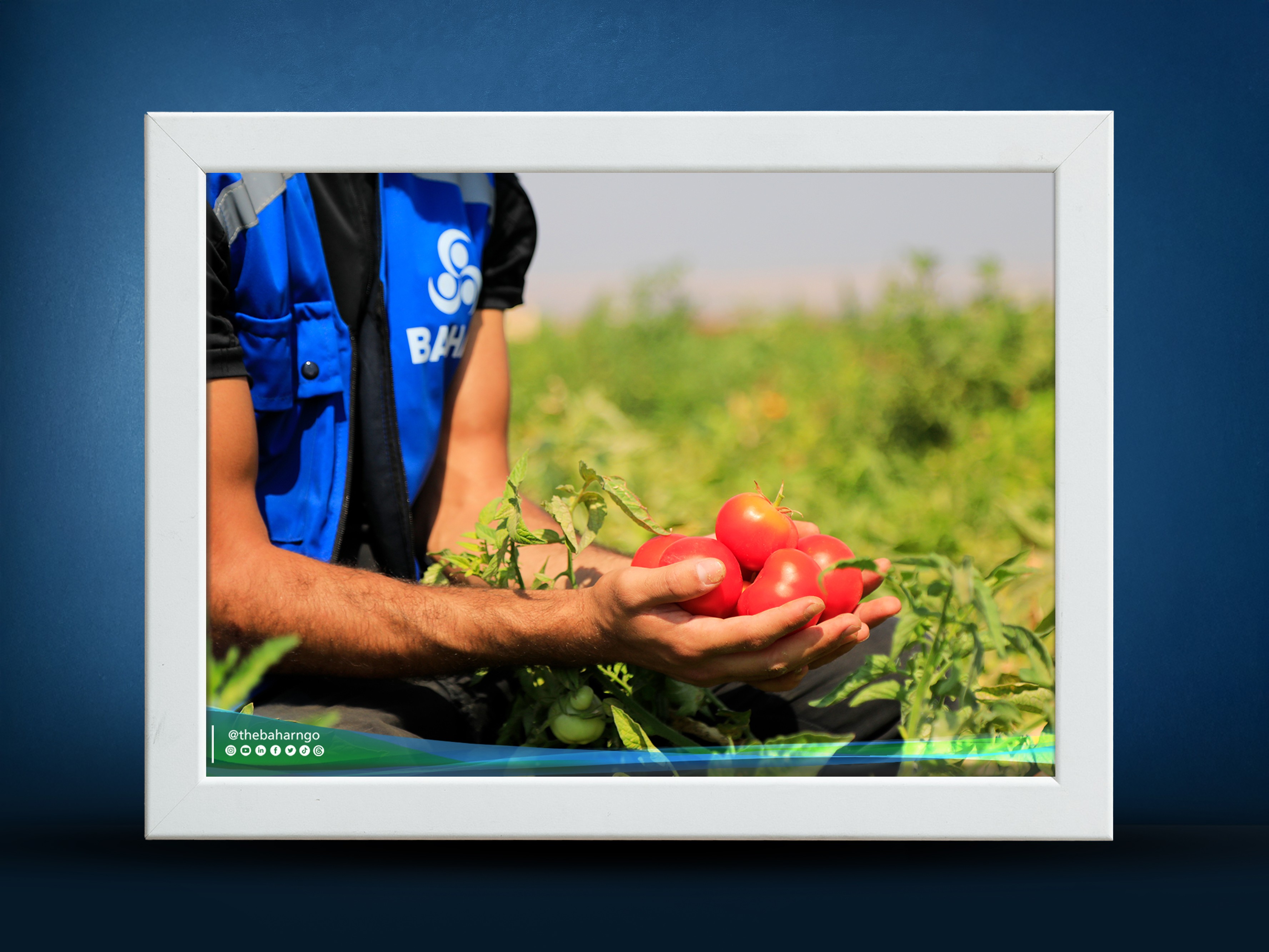 >Bahar Organization Supports Livelihoods and Boosts Agricultural Production in Al-Atareb
