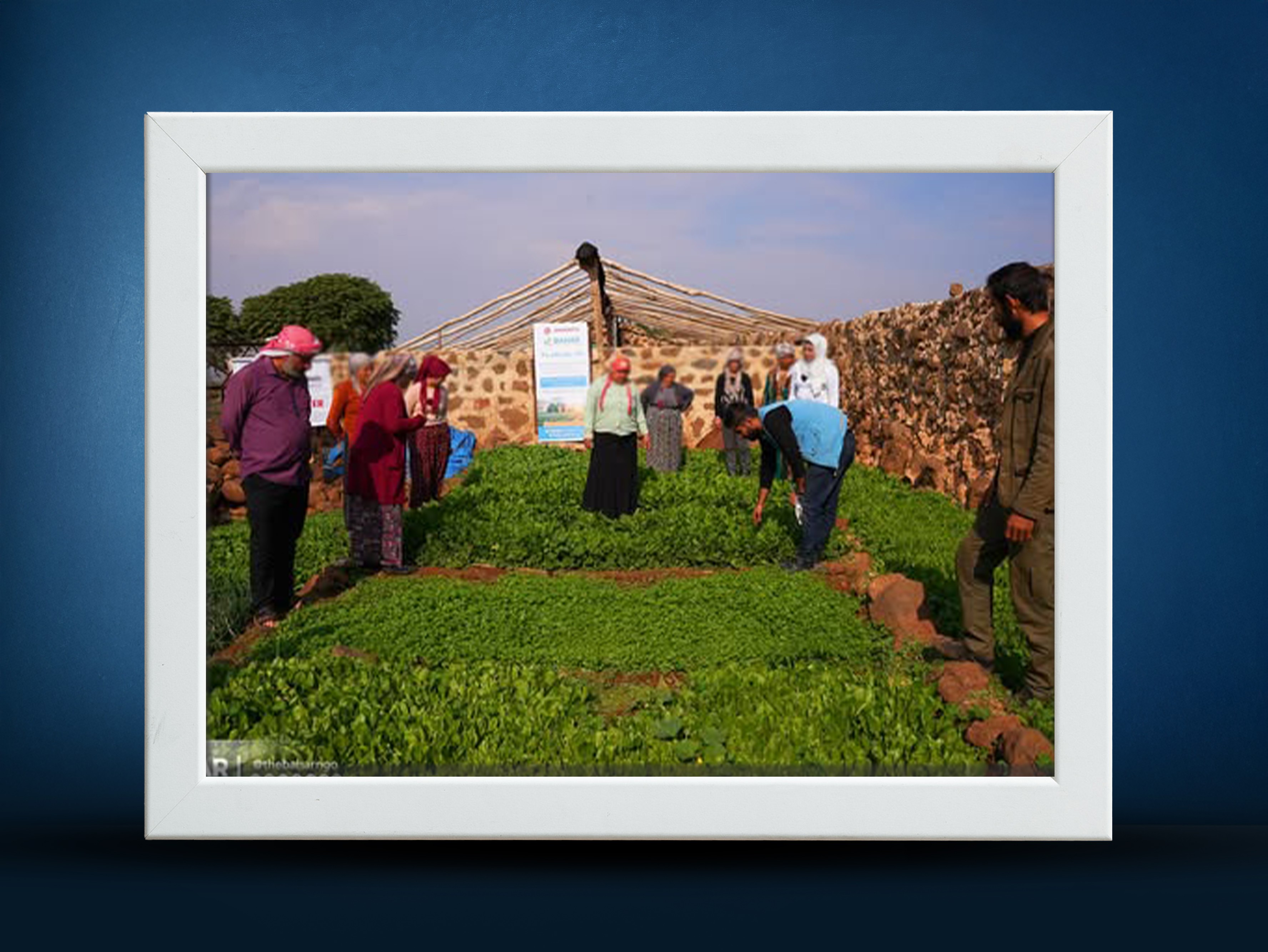 >Bahar  Supports Farmers and Strengthens Food Security through Farmer Field Schools