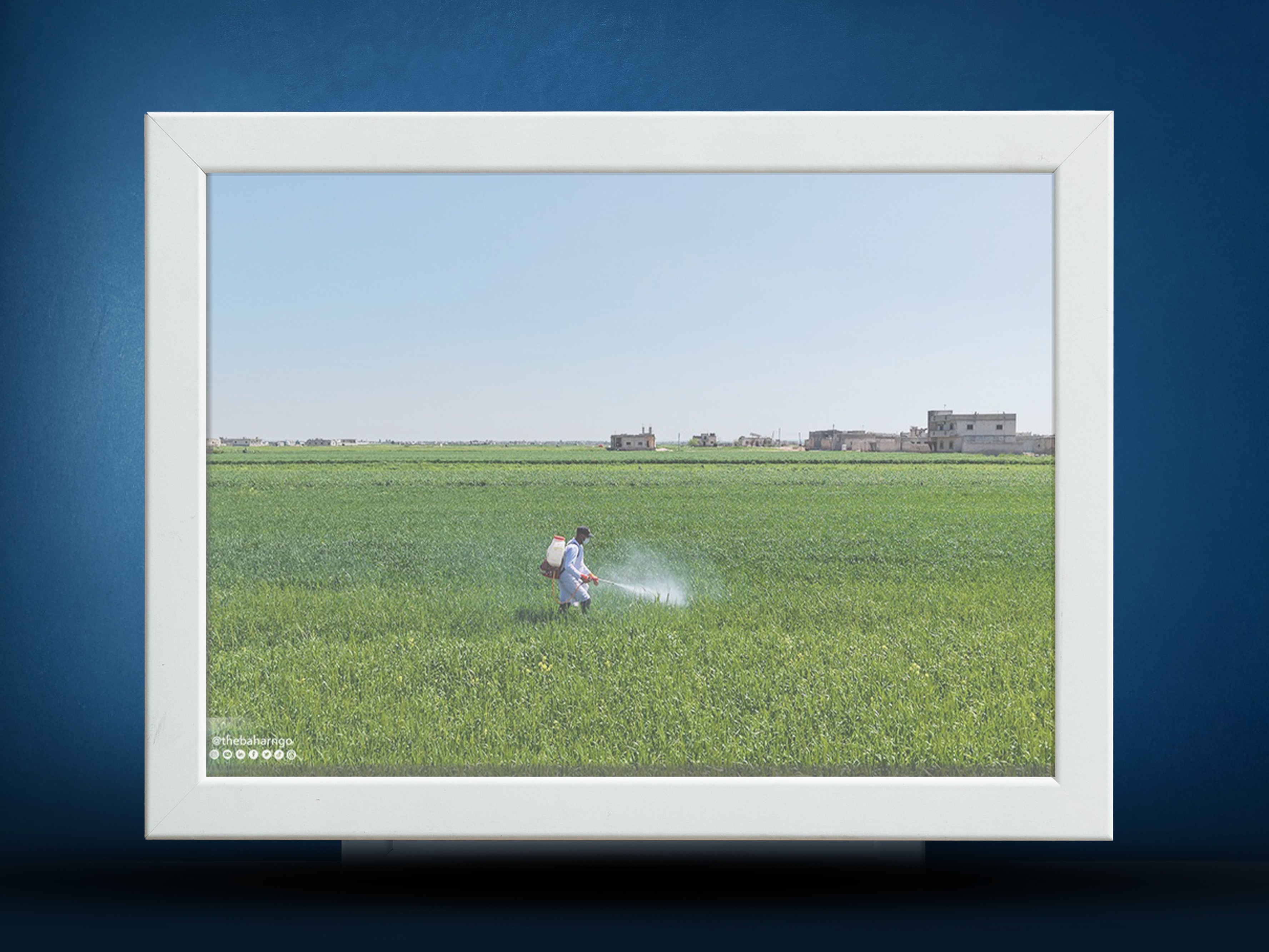 >Supporting Wheat Farmers through Field Schools in Azaz